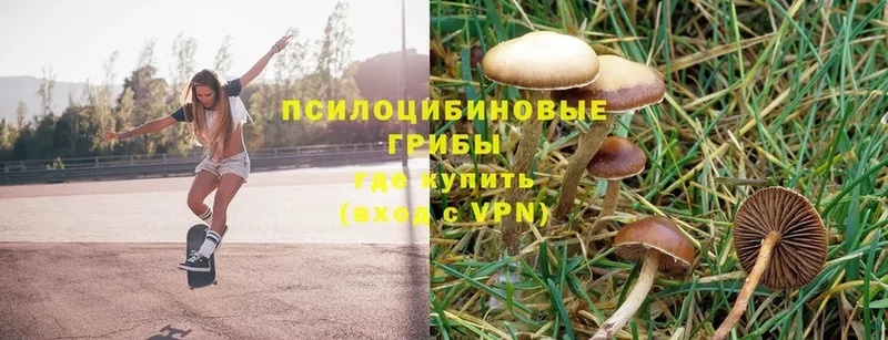 Псилоцибиновые грибы Magic Shrooms  mega онион  Купино 